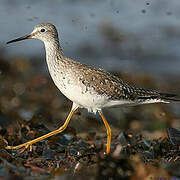 Lesser Yellowlegs