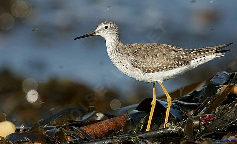 Lesser Yellowlegs