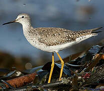 Lesser Yellowlegs