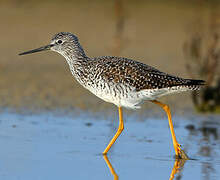 Lesser Yellowlegs