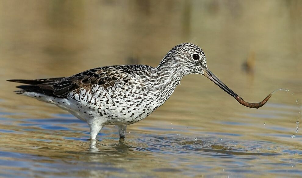 Common Greenshank