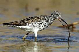 Common Greenshank