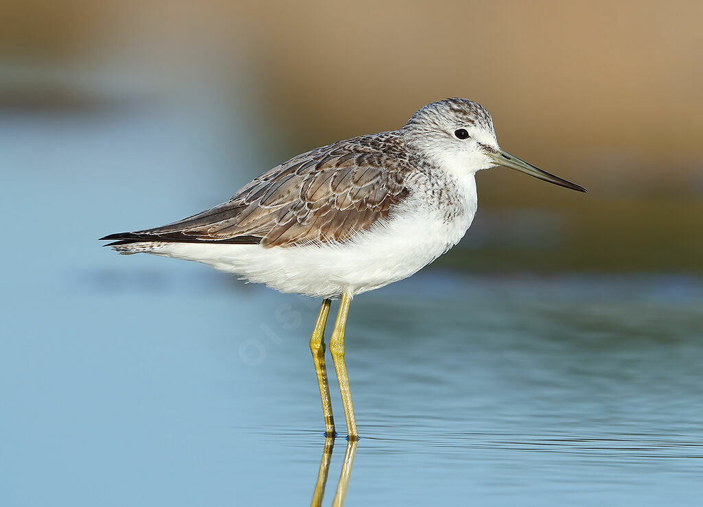 Common Greenshankadult, identification