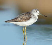 Common Greenshank