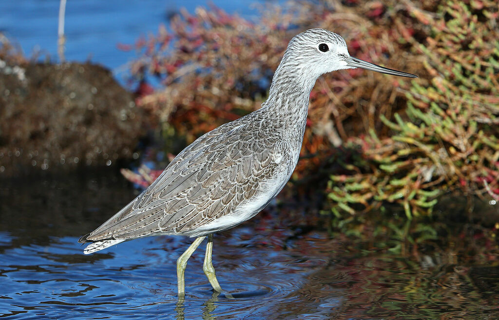 Common Greenshank, identification