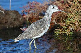 Common Greenshank