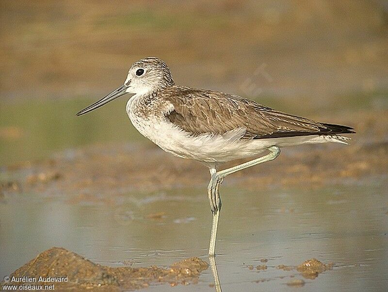 Common Greenshank