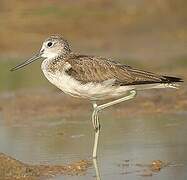 Common Greenshank