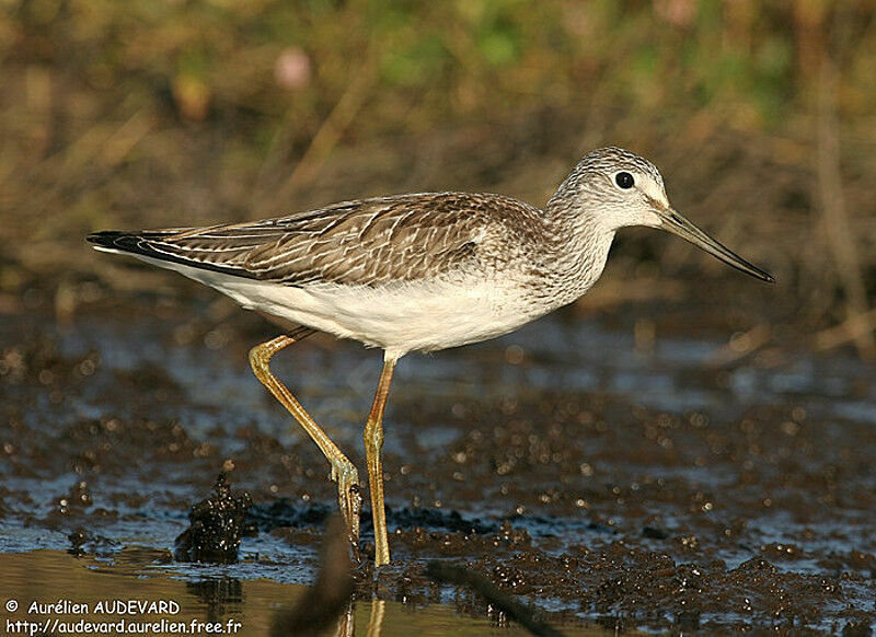 Common Greenshank