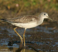 Common Greenshank