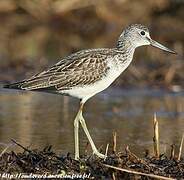 Common Greenshank