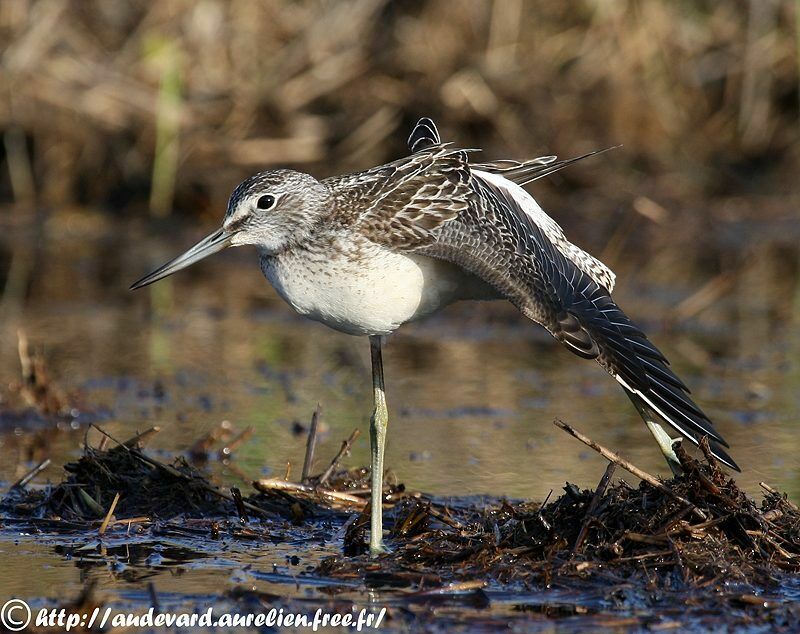 Common Greenshank