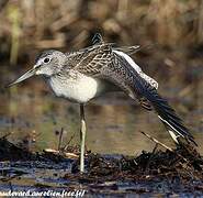 Common Greenshank