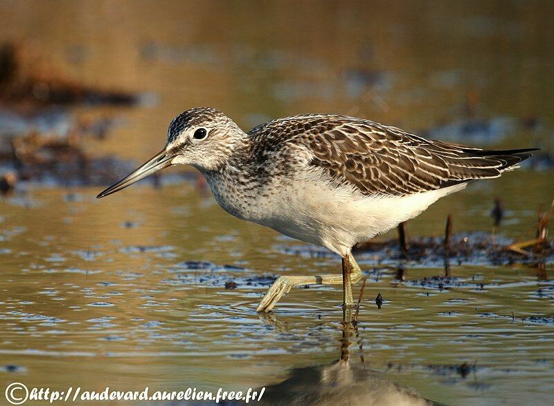 Common Greenshankjuvenile