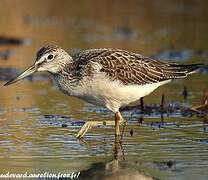 Common Greenshank