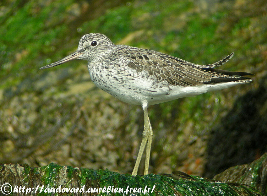 Common Greenshank