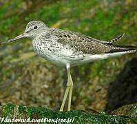 Common Greenshank