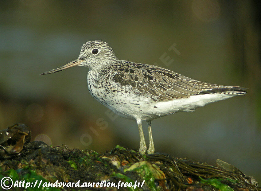 Common Greenshank