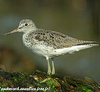 Common Greenshank