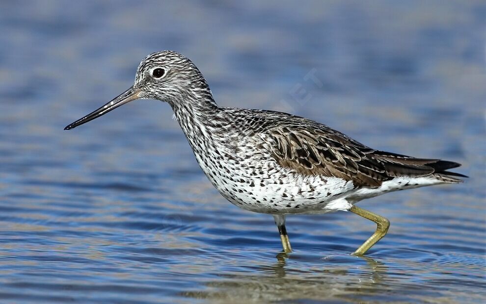 Common Greenshank