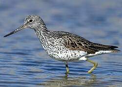 Common Greenshank