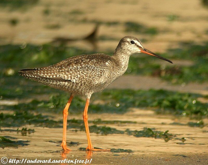 Spotted Redshank