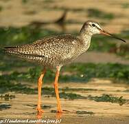 Spotted Redshank