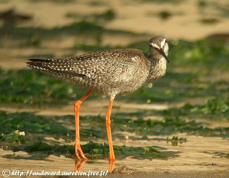 Spotted Redshank