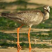 Spotted Redshank