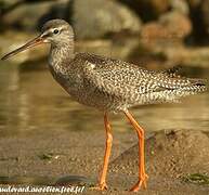 Spotted Redshank