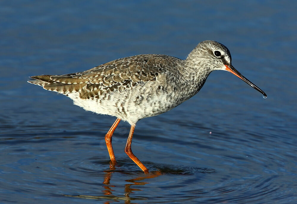 Spotted Redshank