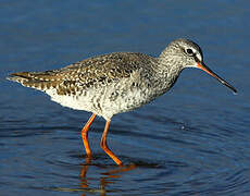 Spotted Redshank