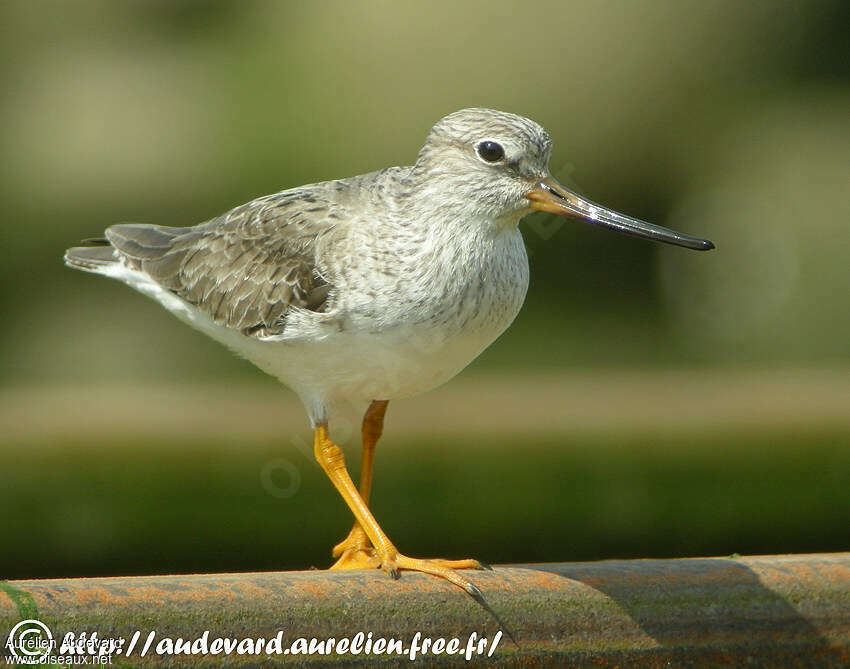 Terek Sandpiperadult, close-up portrait