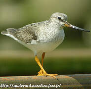 Terek Sandpiper