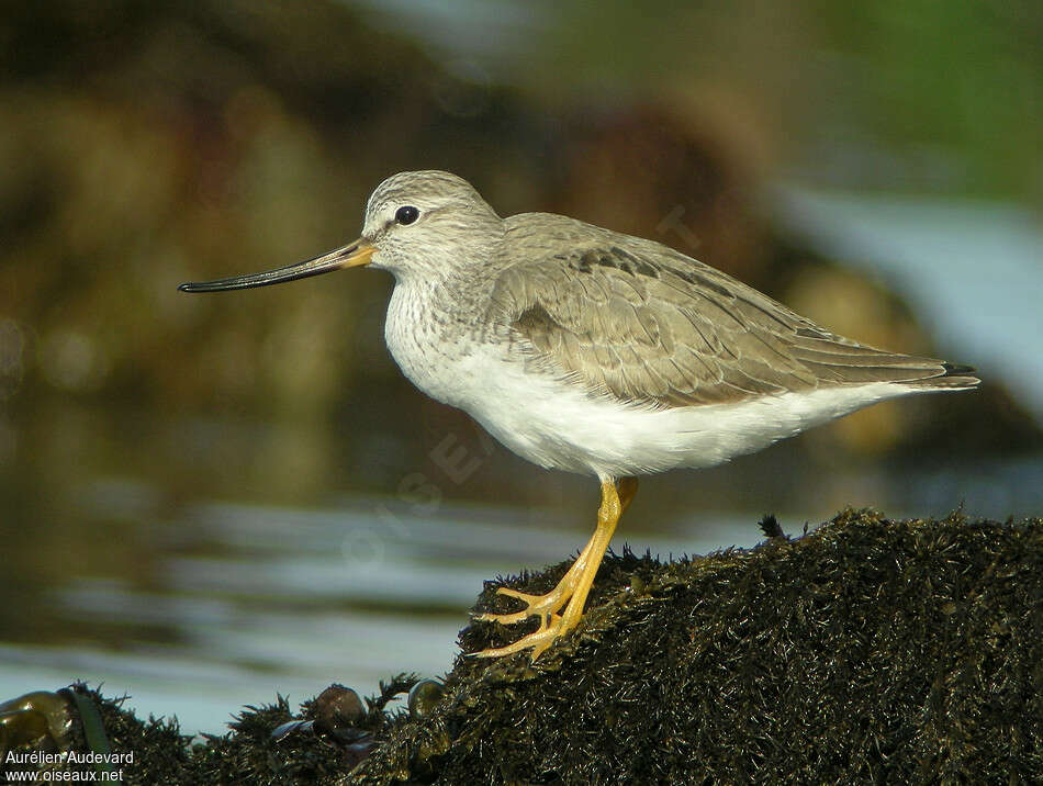 Terek Sandpiperadult breeding, identification