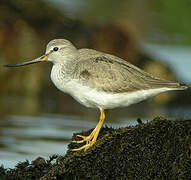 Terek Sandpiper