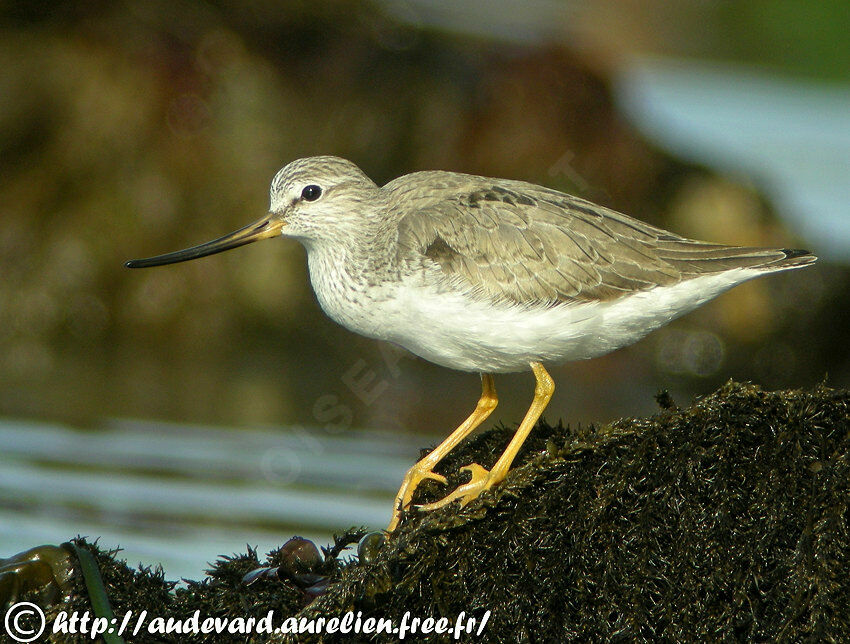 Terek Sandpiper