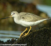 Terek Sandpiper