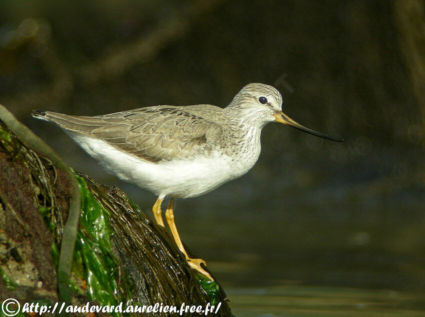 Terek Sandpiperadult breeding, identification