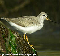 Terek Sandpiper