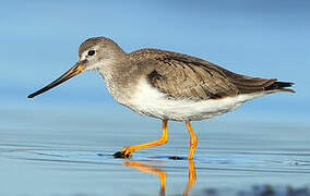 Terek Sandpiper