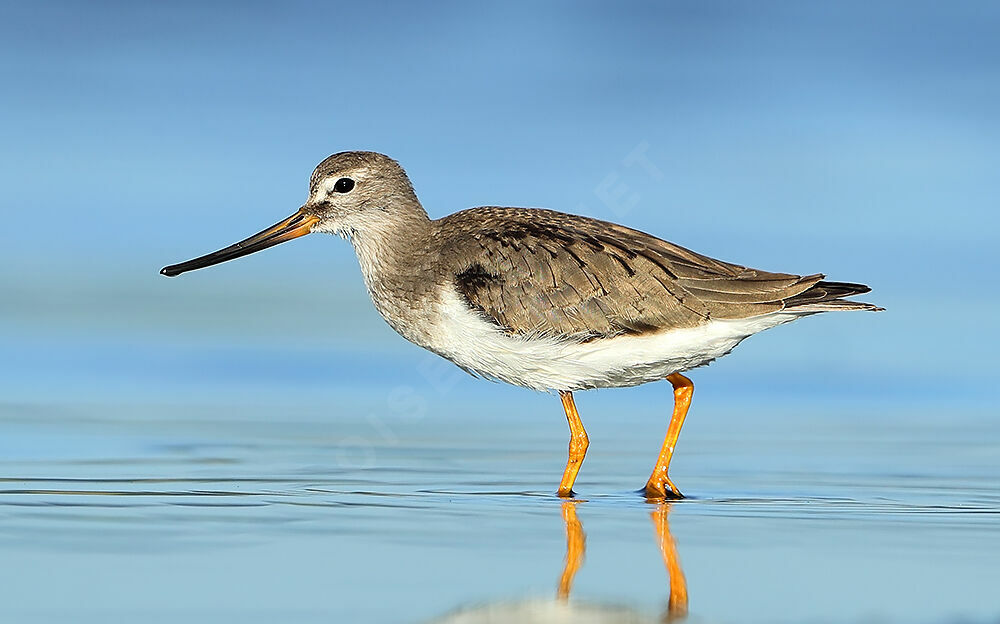 Terek Sandpiper, identification