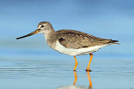 Terek Sandpiper