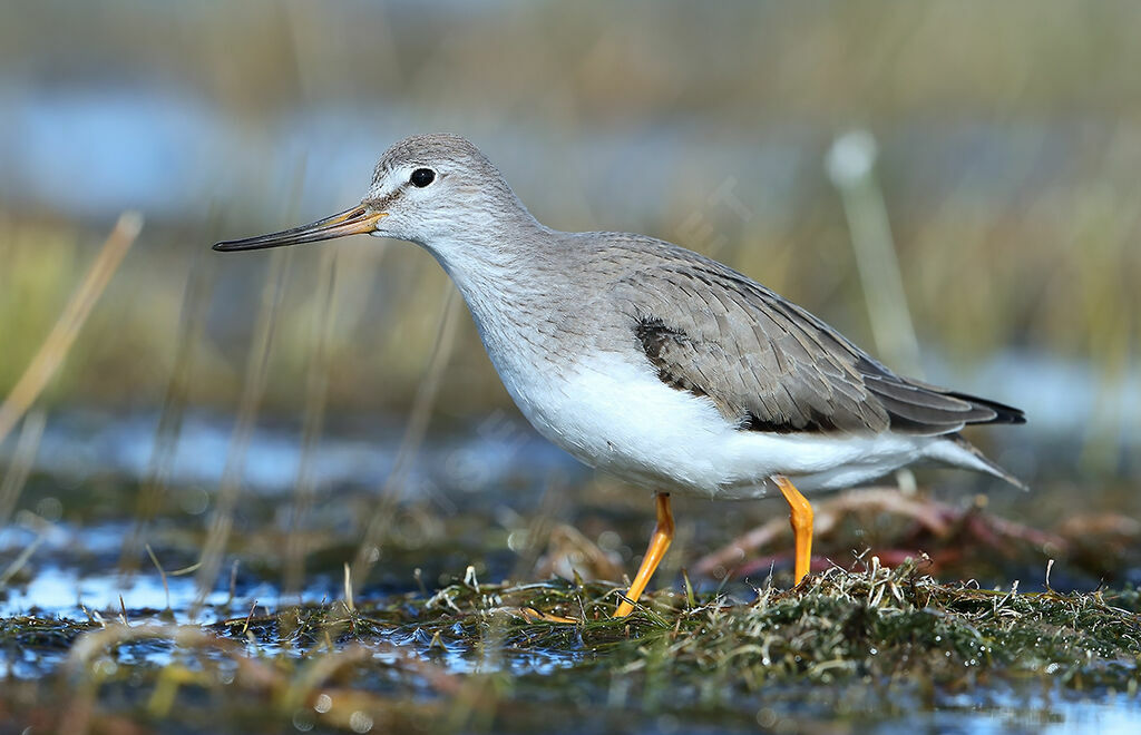 Terek Sandpiper, identification