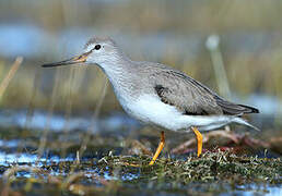 Terek Sandpiper