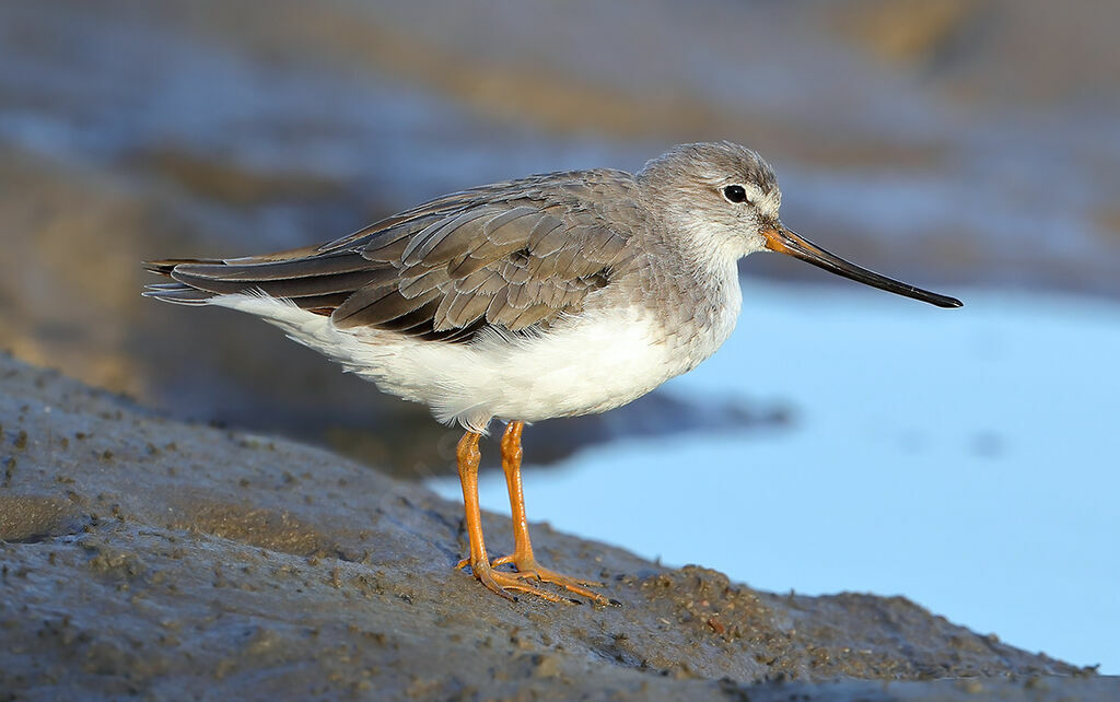 Terek Sandpiper, identification