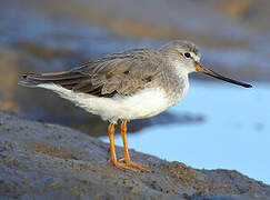 Terek Sandpiper