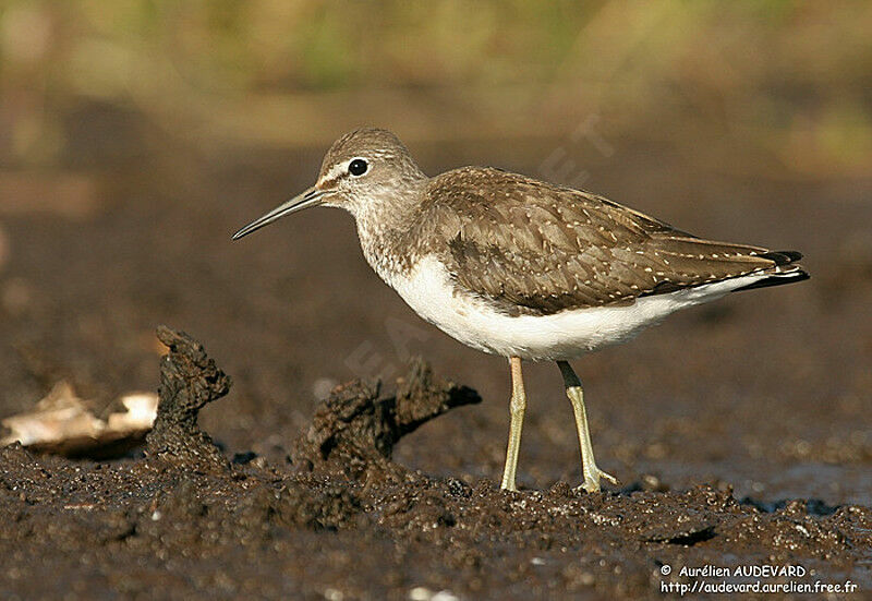 Green Sandpiper