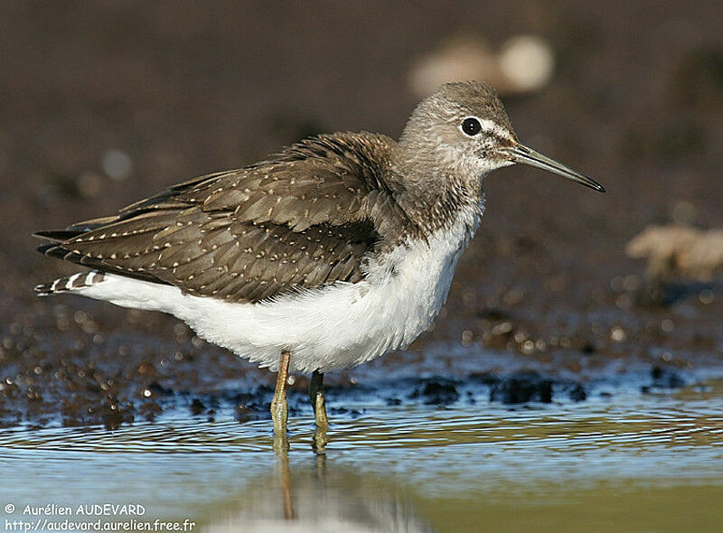 Green Sandpiper