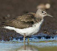 Green Sandpiper